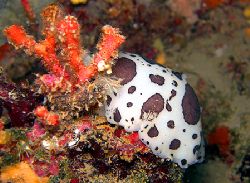 "Little cow" ,Nikon 5900. Do you like this italian nudibr... by Lorenzo Maggi 